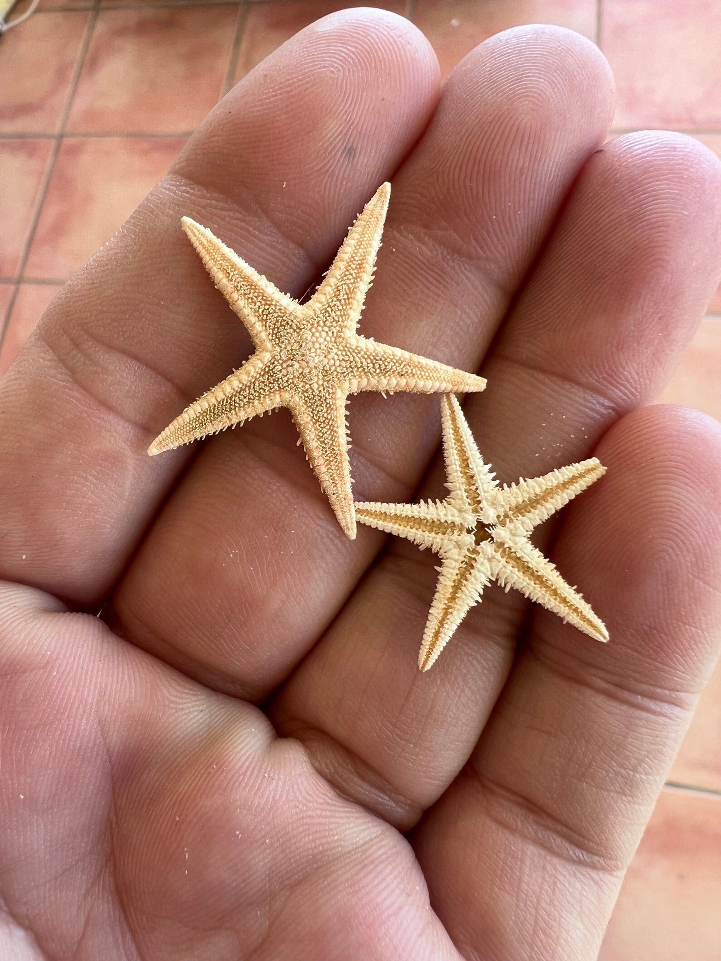 Starfish Earrings